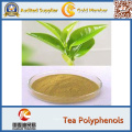 Polifenóis do chá do extrato 98% do chá verde da pureza alta
